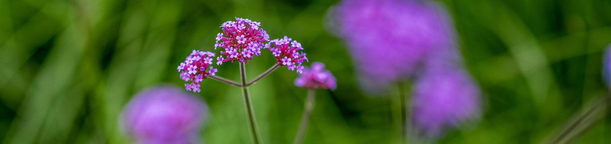 Ferienaufenthalt Galerie