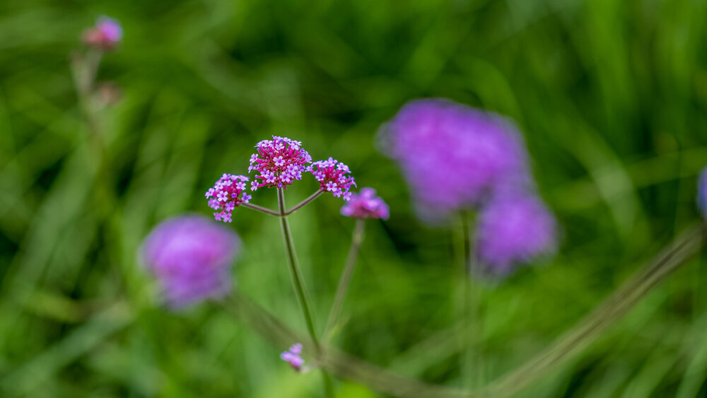Gartenanlage